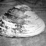 02-07-2011 2 Surf clam w periostracum